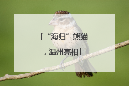 “海归”熊猫，温州亮相