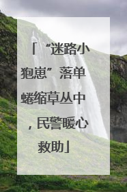 “迷路小狍崽”落单蜷缩草丛中，民警暖心救助