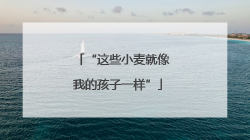 “这些小麦就像我的孩子一样”