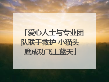 爱心人士与专业团队联手救护 小猫头鹰成功飞上蓝天