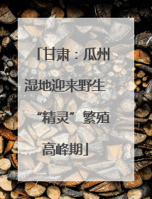 甘肃：瓜州湿地迎来野生“精灵”繁殖高峰期