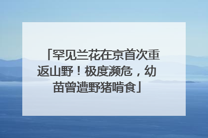 罕见兰花在京首次重返山野！极度濒危，幼苗曾遭野猪啃食