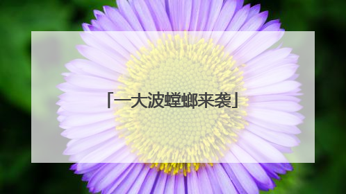 一大波螳螂来袭