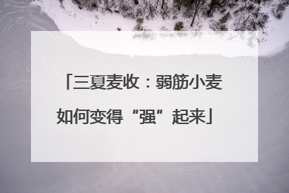 三夏麦收：弱筋小麦如何变得“强”起来