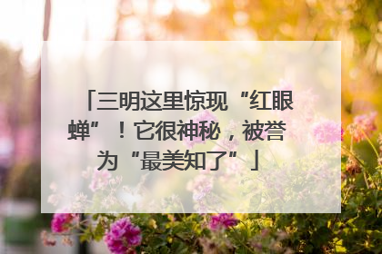 三明这里惊现“红眼蝉”！它很神秘，被誉为“最美知了”