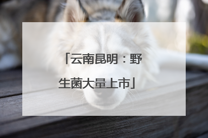 云南昆明：野生菌大量上市