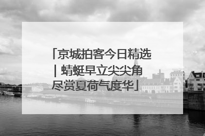 京城拍客今日精选｜蜻蜓早立尖尖角 尽赏夏荷气度华