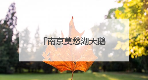 南京莫愁湖天鹅“花式”秀恩爱