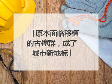 原本面临移植的古樟群，成了城市新地标