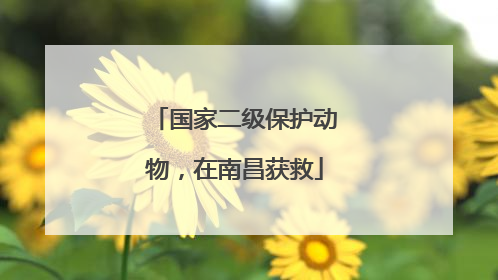 国家二级保护动物，在南昌获救