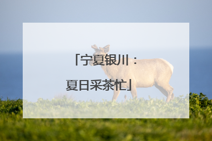 宁夏银川：夏日采茶忙
