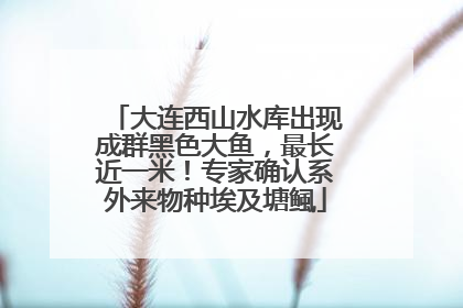 大连西山水库出现成群黑色大鱼，最长近一米！专家确认系外来物种埃及塘鲺