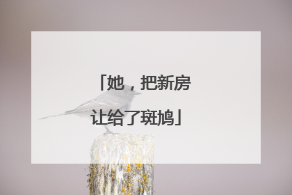 她，把新房让给了斑鸠