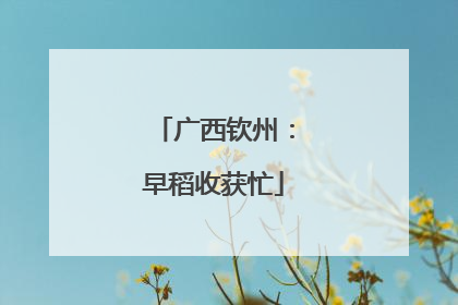 广西钦州：早稻收获忙