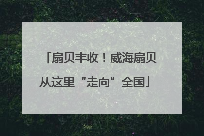 扇贝丰收！威海扇贝从这里“走向”全国