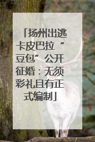 扬州出逃卡皮巴拉“豆包”公开征婚：无须彩礼且有正式编制