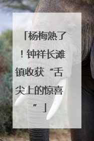 杨梅熟了！钟祥长滩镇收获“舌尖上的惊喜”