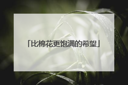比棉花更饱满的希望