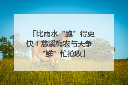 比雨水“跑”得更快！慈溪梅农与天争“鲜”忙抢收