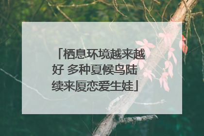 栖息环境越来越好 多种夏候鸟陆续来厦恋爱生娃