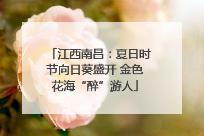 江西南昌：夏日时节向日葵盛开 金色花海“醉”游人