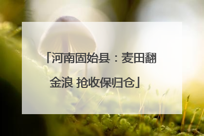 河南固始县：麦田翻金浪 抢收保归仓