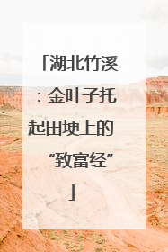 湖北竹溪：金叶子托起田埂上的“致富经”