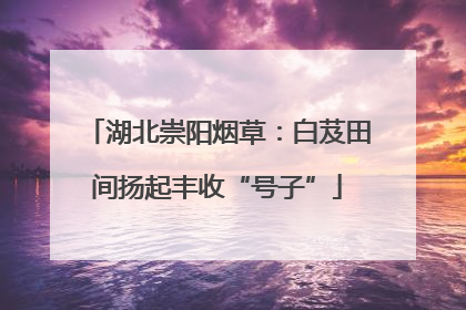 湖北崇阳烟草：白芨田间扬起丰收“号子”