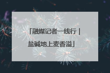 融媒记者一线行｜盐碱地上麦香溢