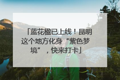 蓝花楹已上线！昆明这个地方化身“紫色梦境”，快来打卡