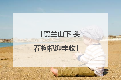 贺兰山下 头茬枸杞迎丰收