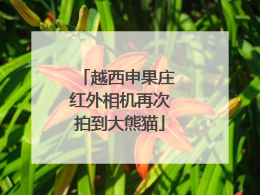 越西申果庄红外相机再次拍到大熊猫