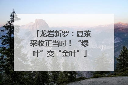 龙岩新罗：夏茶采收正当时！“绿叶”变“金叶”