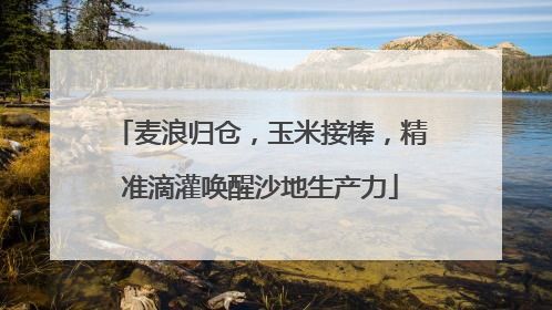 麦浪归仓，玉米接棒，精准滴灌唤醒沙地生产力