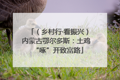 （乡村行·看振兴）内蒙古鄂尔多斯：土鸡“啄”开致富路