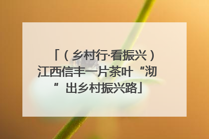 （乡村行·看振兴）江西信丰一片茶叶“沏”出乡村振兴路