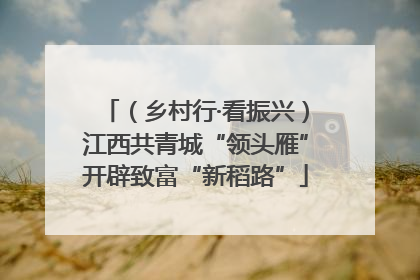 （乡村行·看振兴）江西共青城“领头雁”开辟致富“新稻路”